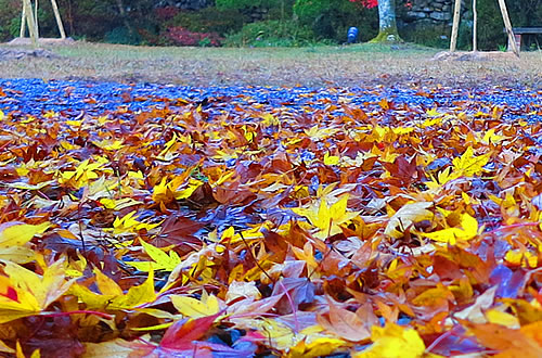 大寧寺境内落葉
